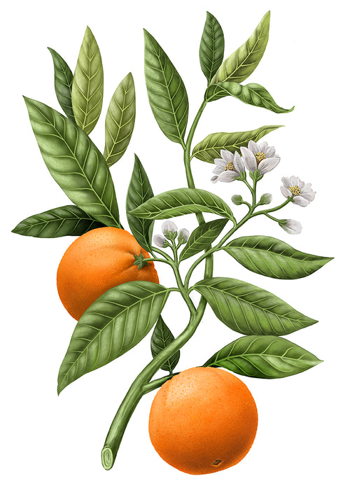 Orange Blossom - Citrus Dulcis Carrière Frères Scented Candle 185g