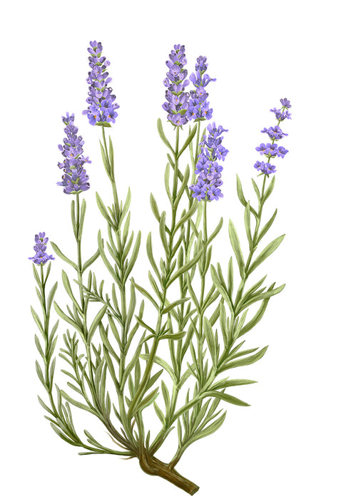 Lavender Lavandula Angustifolia - Carrière Frères Botanical Palets