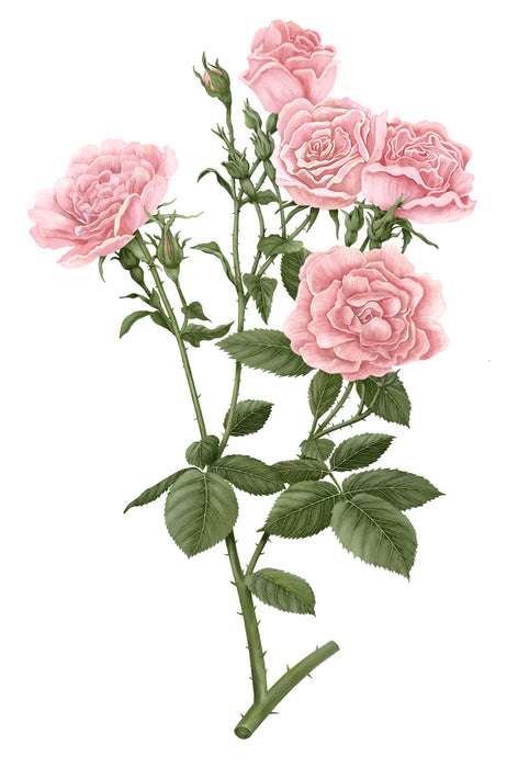 Damask Rose - Rosa Damascena Carrière Frères Scented Candle 185g