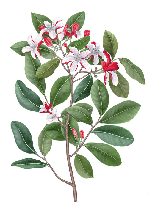 Tiare - Gardenia  Tahitensis( 梔子花) Carriere Frères Diffuser 200ml
