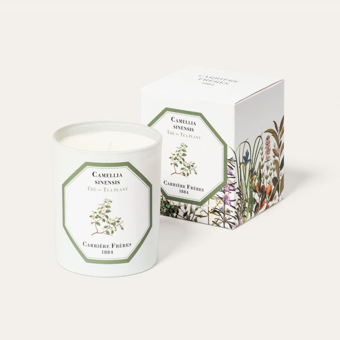 Tea Plant- Camellia (紅茶）Carrière Frères Scented Candle 185g